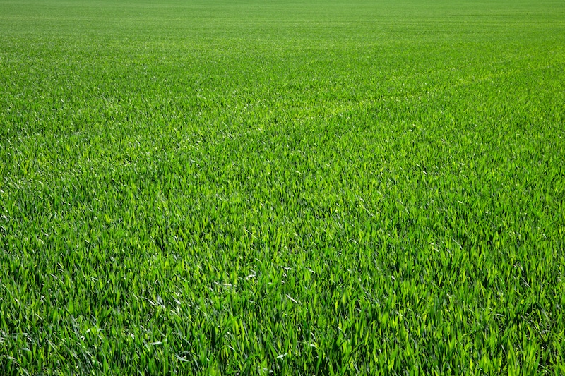 Palm Beach Gardens synthetic grass installation